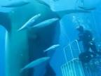 Natočili doteraz najväčšieho žraloka modrého (Mexiko)
