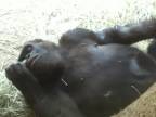 Gorila fajnšmeker (USA)