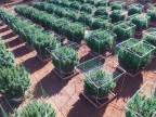 Špeciálna rastlinná výroba (marihuanové pole v USA)