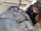 Uspávanka pre 3-týždňového sloníka (Thajsko)