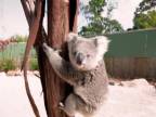 Mladá koala dostala strach (Austrália)
