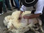 Ruční stříhání ovcí, Vrbětice 2015
