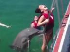 Delfín slečne "pomohol" vyliezť z vody po rebríku