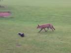 Líška trollovala na golfovom ihrisku