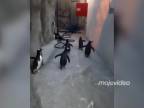 Tučniaky na úteku zo Zoo (Dánsko)