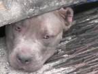 Záchrana troch uviaznutých pitbullov (Florida)