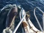 Delfíny, tuleň a veľryba za 2 minúty