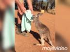 Kengurie mláďa sa chce vrátiť do vaku