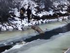 Záchrana jeleňa zo zamrznutej rieky (USA)