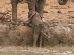 Sloníča uviazlo v napájadle (Krugerov národný park)