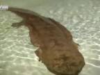 V Číne objavili 1,37 m dlhú salamandru