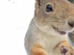 Zvedavá a hladná veverička (Rusko)
