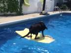 Hydrofóbny pes v akcii