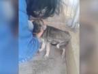 Týraný psík prvýkrát zažije hladkanie (Rumunsko)