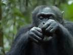 Šimpanzy sú takmer ľudia, až nato že nie sú tyrani,a dikt