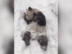 Keď sa panda teší z čerstvo napadaného snehu