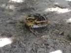 Najagresívnejšia žaba široko-ďaleko (Brazília)