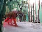Tygřík na procházce slow motion