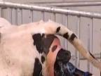 Pôrod kravy pomocou pôrodnej páky