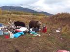 Medvedí párik objavil camping (Rusko)