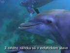 Aj delfíny užívajú občas drogy!