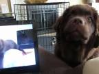 Keď sa psí bratia rozprávajú cez Skype