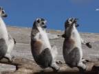 Lemury vítajú prvé jarné lúče
