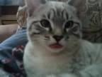 Mačka s pokazeným jazykom