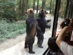 Kórejské medvede sa nevedia dočkať turistov