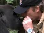 Muž sa po rokoch potkal s gorilou, ktorú 5 rokov vychovával