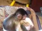 Mačka s opicou
