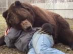 Poobedná siesta s obroským medveďom hnedým