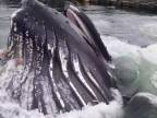 Veľryba v prístave?! (Aljaška)
