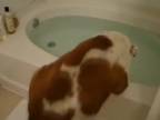 Ako ťažké je okúpať psa?