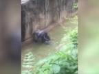 Chlapček vliezol do výbehu gorily (USA)