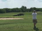 Gigantický aligátor na golfovom ihrisku (Florida)