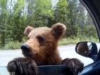 Nekŕmte medvede! (Rusko)