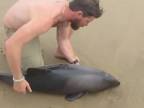 Mláďa delfína uviazlo na plytčine (Namíbia)
