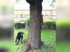 Veverička poriadne jeduje psa