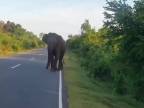 Čo spraviť, keď sa vám postaví do cesty slon?