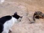 Had vs. žaba vs. mačka