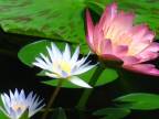 Secret Garden - Lotus - D.Videos