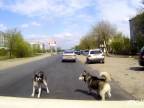 Pes mal v ceste auto (Rusko)