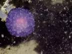 Záhadná purpurová guľa v hĺbke 1616 metrov