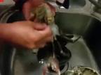 Ako si uloviť a uvariť kraba