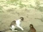 Opička a mačička (neobyčajné priateľstvo)
