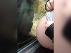 Orangutan obdivuje bruško tehotnej ženy