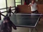 Hrať ping-pong so šimpanzom?