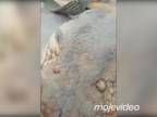 Robotníci naďabili na 10 metrovú anakondu (Brazília)