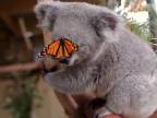 Koala Willow a fotenie s motýľom